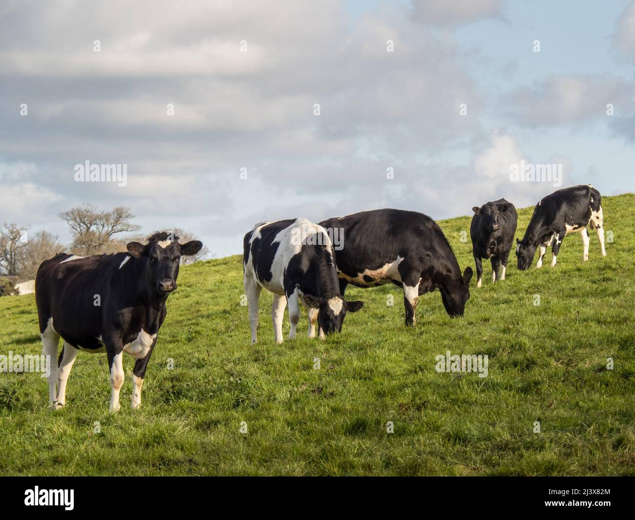 Les jeunes vaches noires et blanches de la Frise bissent dans les champs de printemps, dans les prairies. ROYAUME-UNI. Banque D'Images