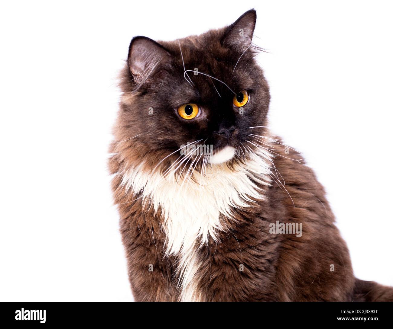 Gros Plan D Un Chat Ecossais Aux Longs Poils De Couleur Chocolat Sur Fond Blanc Image Isolee Beaux Chats Domestiques Chats En T Photo Stock Alamy