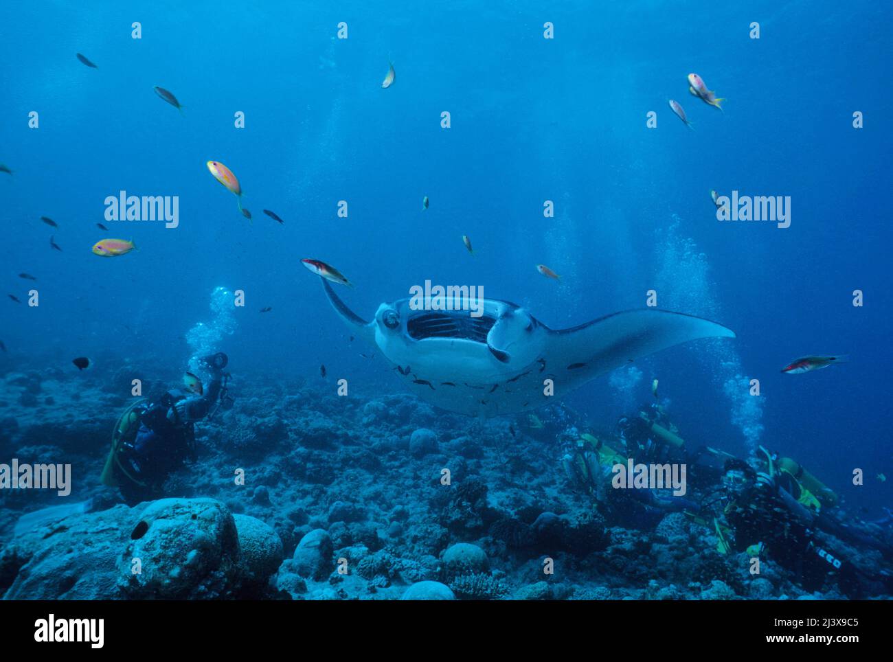 Un groupe de plongeurs observant le rayon manta océanique géant ou le rayon manta géant (Manta birostris), à bouche ouverte, Ari Atoll, Maldives, Océan Indien, Asie Banque D'Images