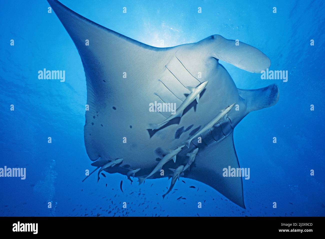 Rayon manta océanique géant ou rayon manta géant (Manta birostris), avec remoras (Echeneis nucrates), Ari Atoll, Maldives, Océan Indien, Asie Banque D'Images