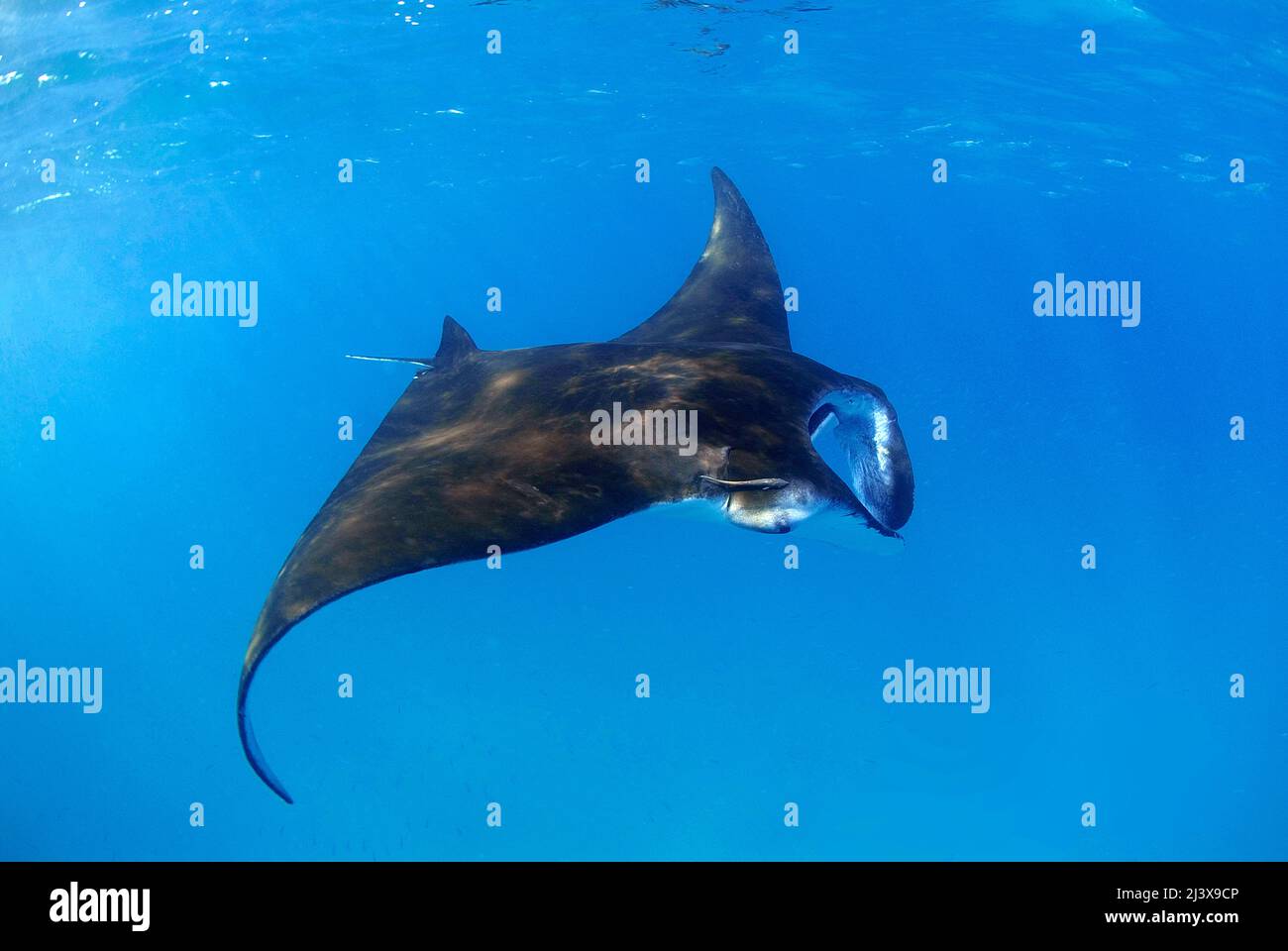 Manta ray océanique géant ou manta ray géant (Manta birostris), dans l'eau bleue, Ari Atoll, Maldives, Océan Indien, Asie Banque D'Images
