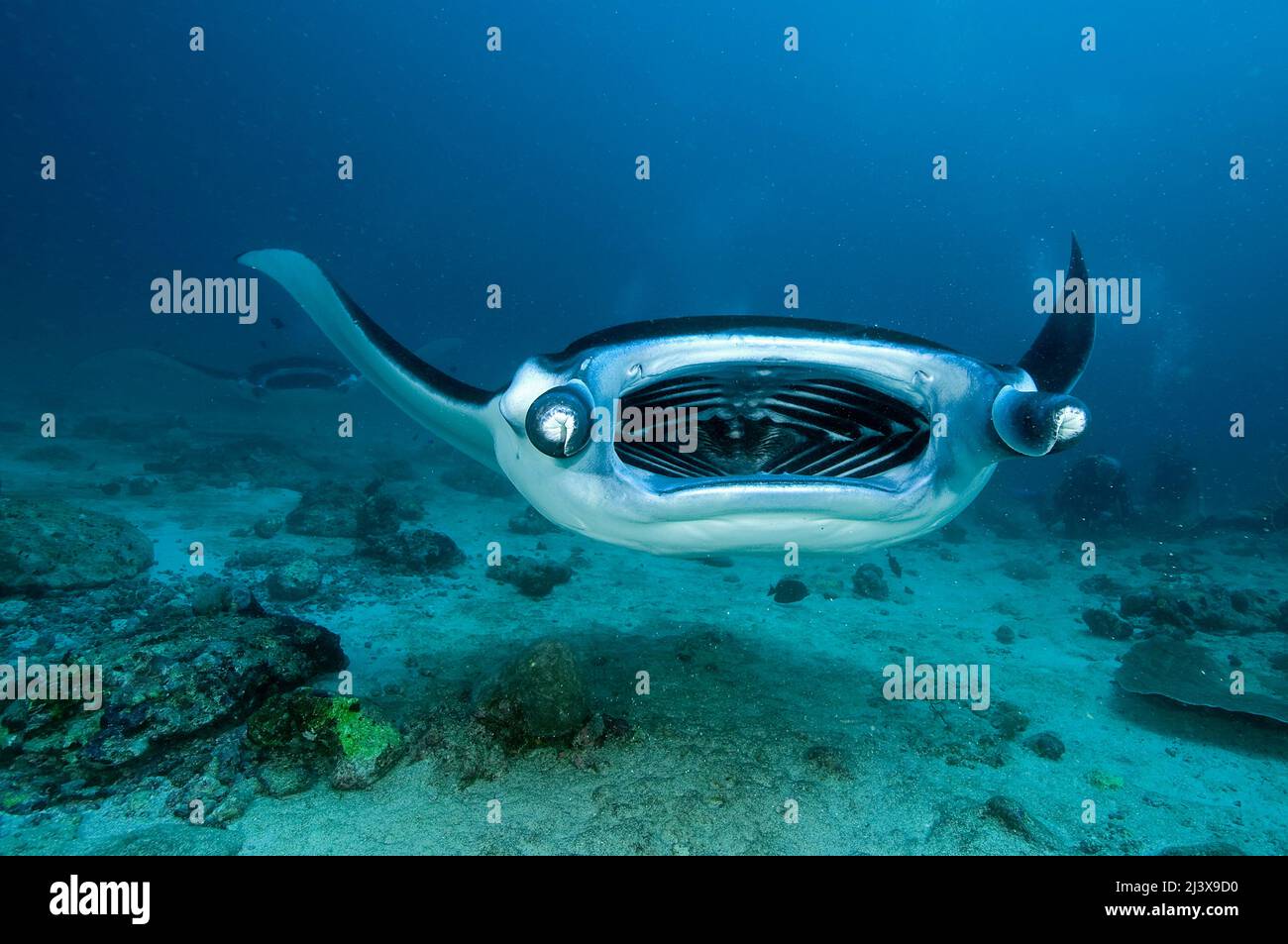 Manta ray océanique géant ou manta ray géant (Manta birostris), à bouche ouverte, Ari Atoll, Maldives, Océan Indien, Asie Banque D'Images