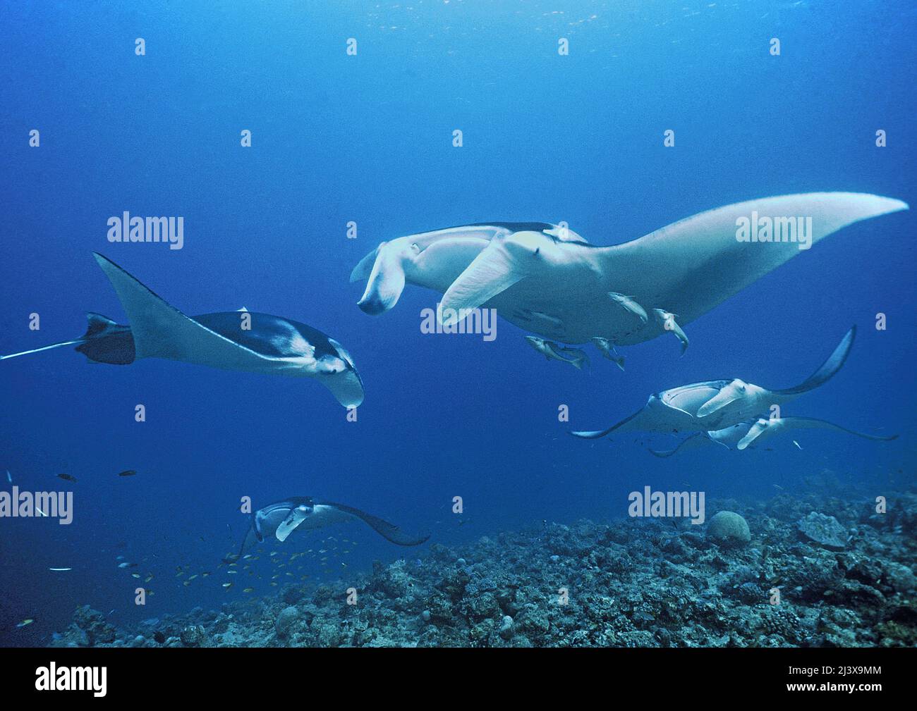 Un groupe de raies manta océaniques géantes ou de raies manta géantes (Manta birostris), avec des remoras (Echeneis nucrates), Ari Atoll, Maldives, Océan Indien, Asie Banque D'Images