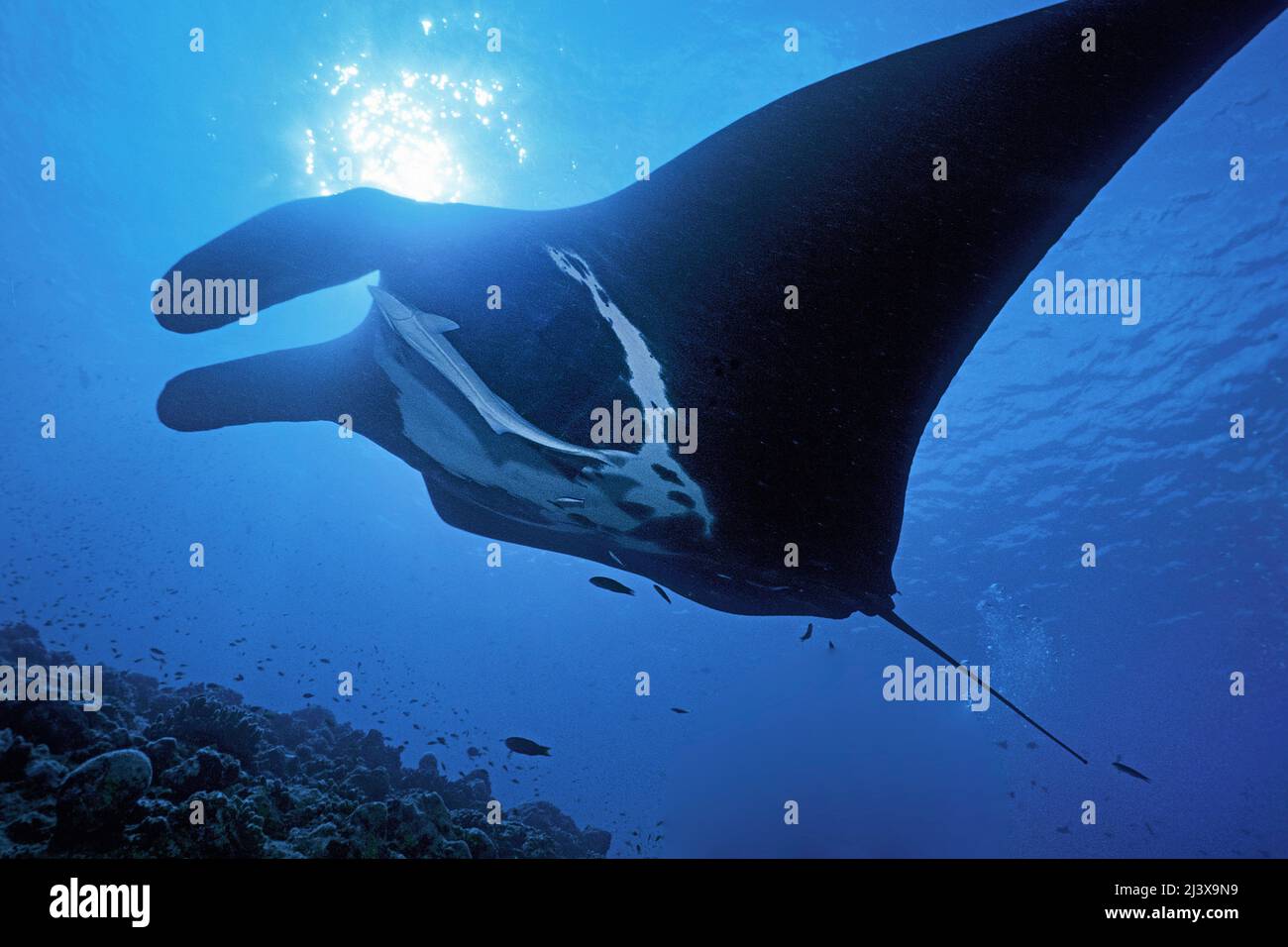 Rayon manta océanique géant noir ou rayon manta géant (Manta birostris), avec remoras (Echeneis nucrates), Ari Atoll, Maldives, Océan Indien, Asie Banque D'Images