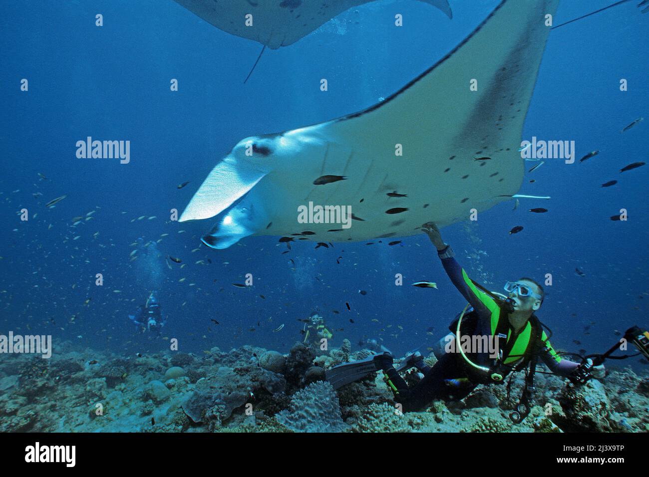 Plongeur touchant un rayon manta océanique géant ou un rayon manta géant (Manta birostris), Ari Atoll, Maldives, Océan Indien, Asie Banque D'Images
