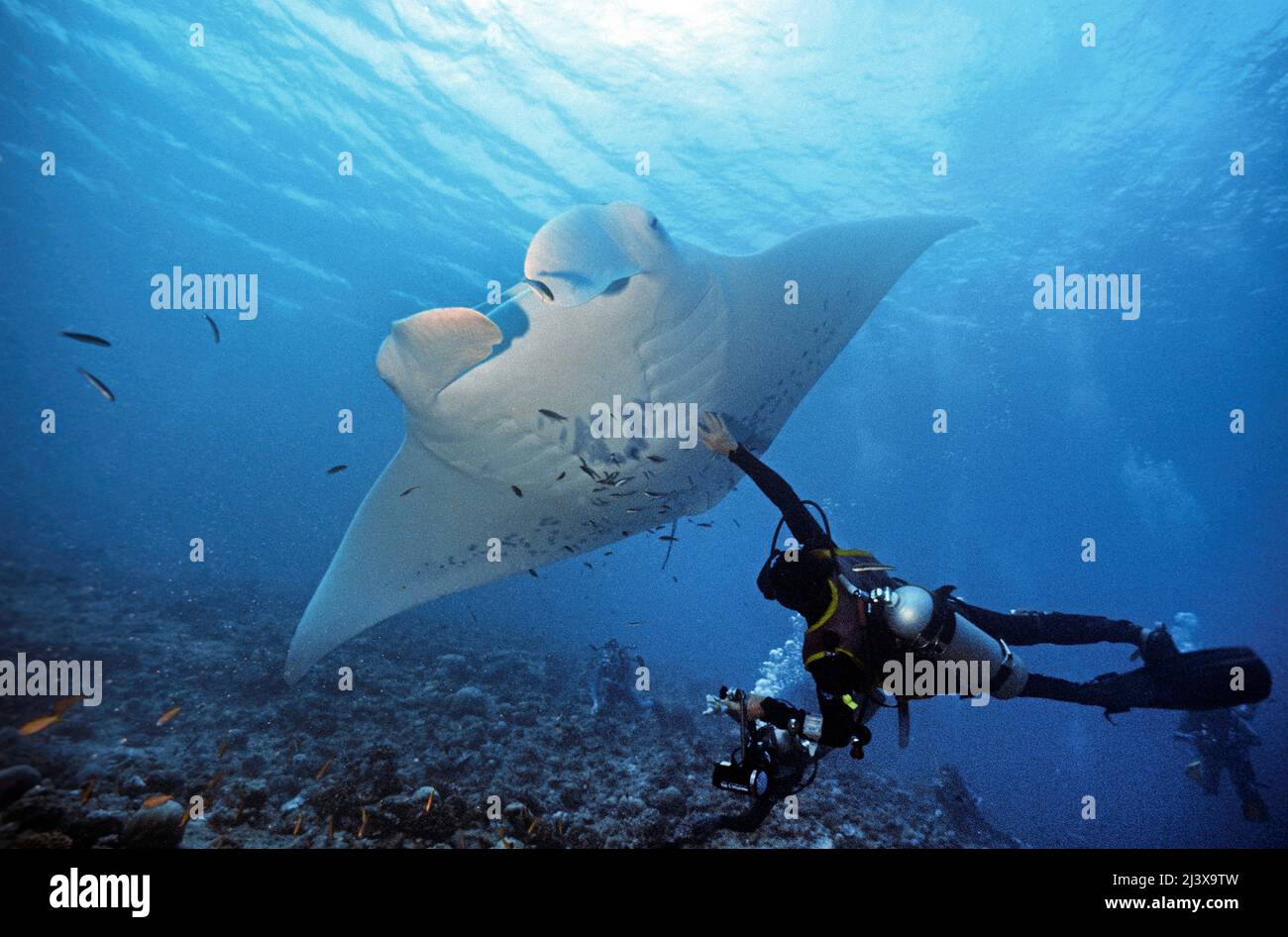 Plongeur touchant un rayon manta océanique géant ou un rayon manta géant (Manta birostris), Ari Atoll, Maldives, Océan Indien, Asie Banque D'Images