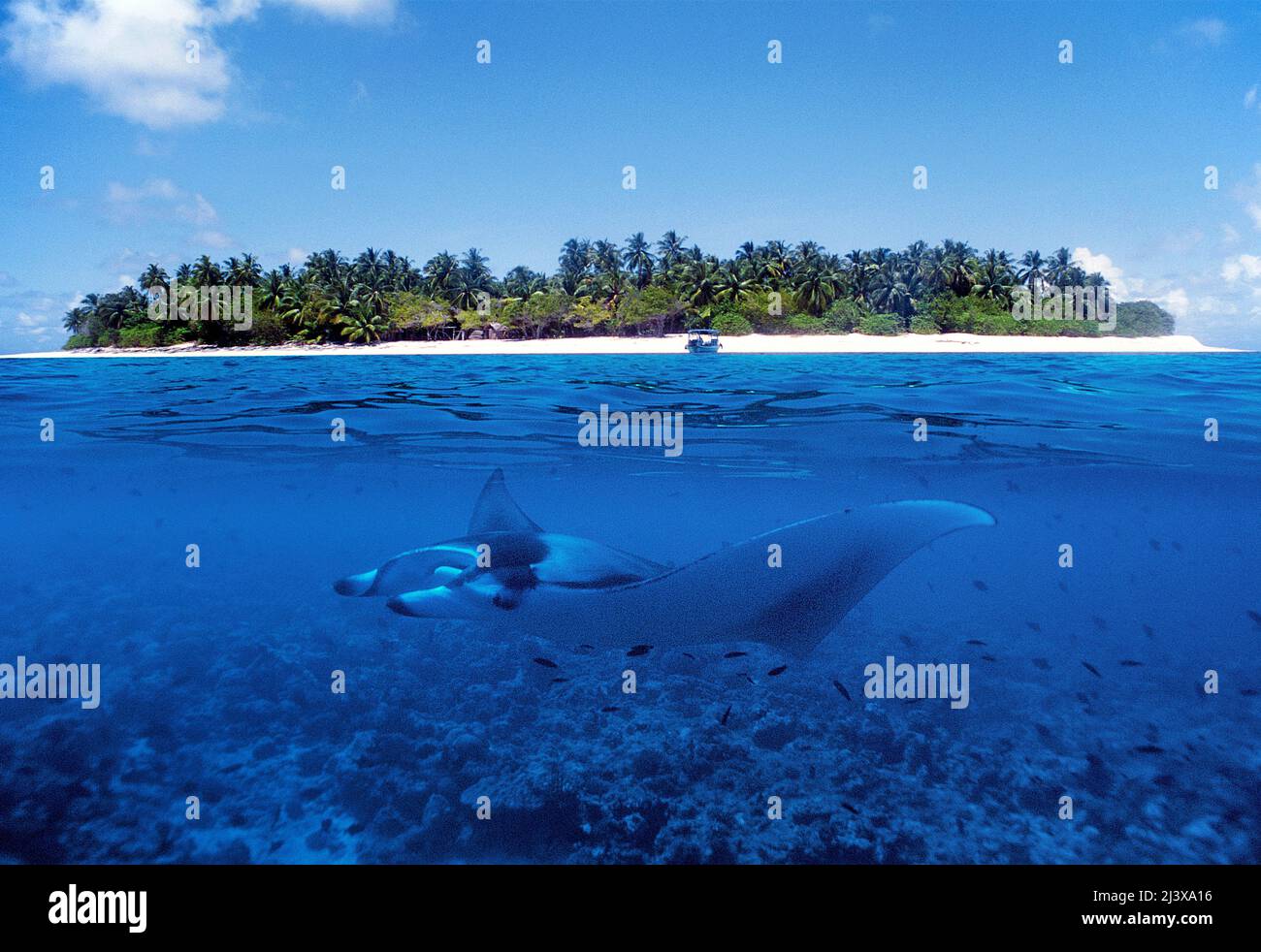 Image divisée, île des maldives et manta-ray océanique géant ou manta-ray géant (Manta birostris), dans l'eau bleue, Ari Atoll, Maldives, Océan Indien, Asie Banque D'Images
