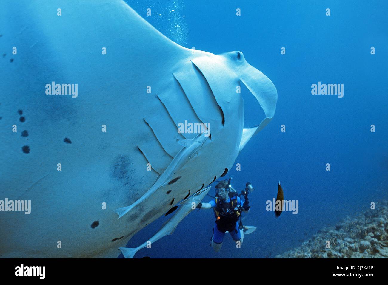 Plongée sous-marine avec manta ray océanique géant ou manta ray géant (Manta birostris), remoras (Echeneis nucrates), Ari Atoll, Maldives, Océan Indien, Asie Banque D'Images