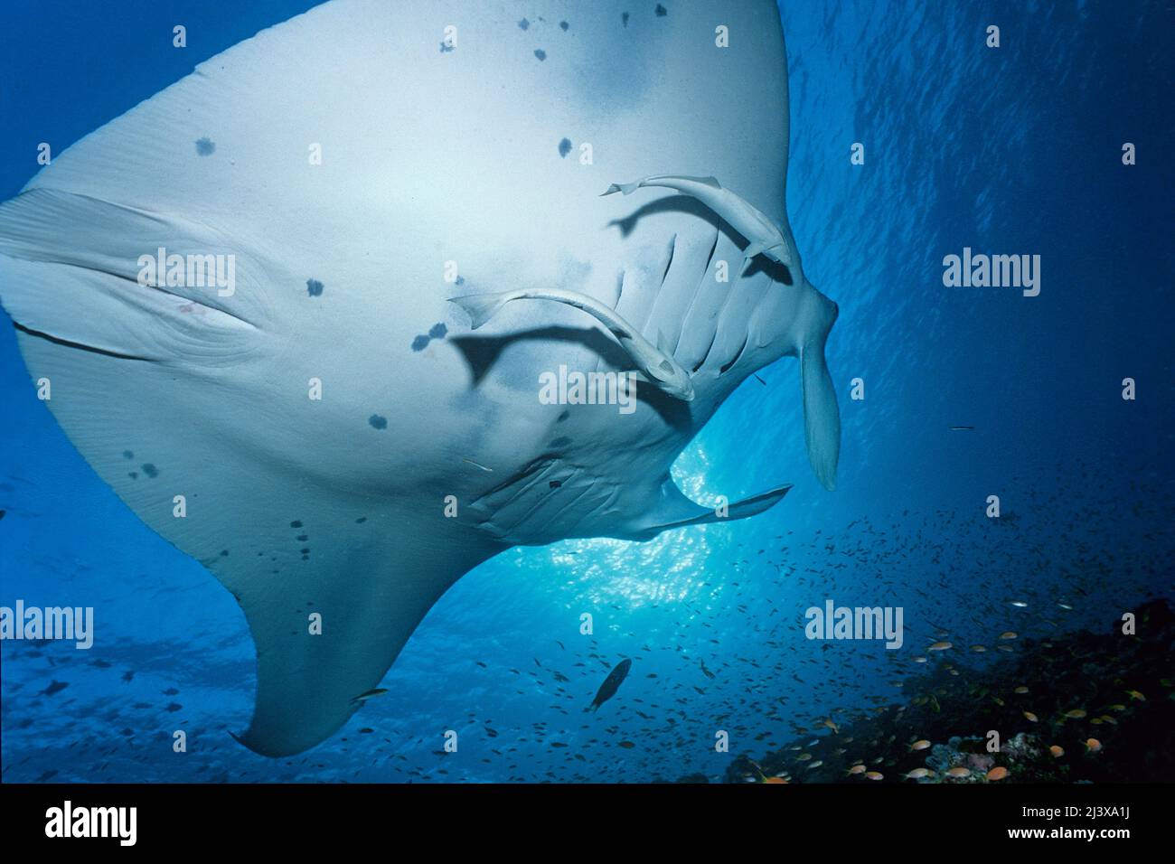 Rayon manta océanique géant ou rayon manta géant (Manta birostris), avec remoras (Echeneis nucrates), Ari Atoll, Maldives, Océan Indien, Asie Banque D'Images