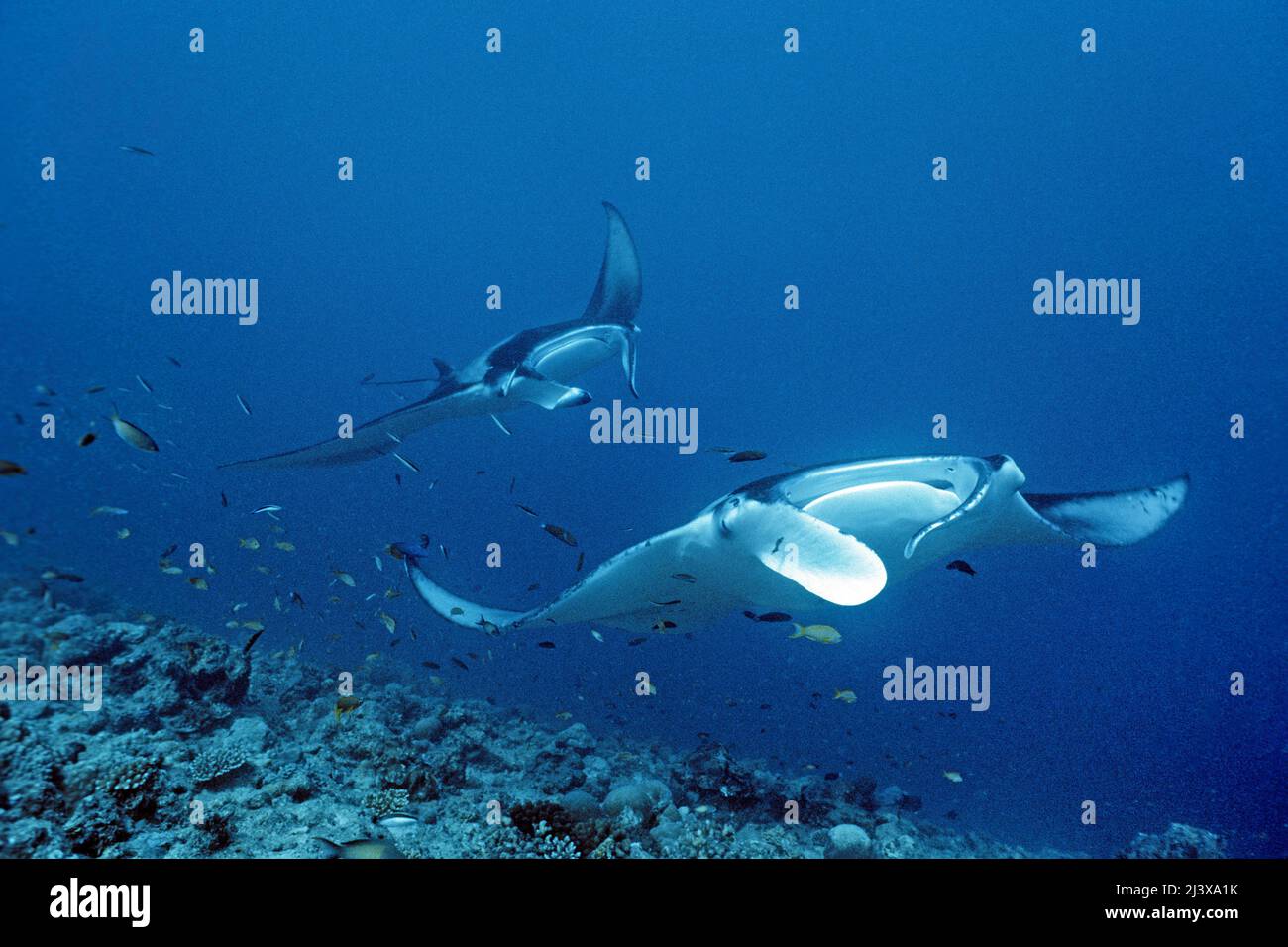 Deux manta ray océaniques géants ou manta ray géant (Manta birostris), Ari Atoll, Maldives, Océan Indien, Asie Banque D'Images
