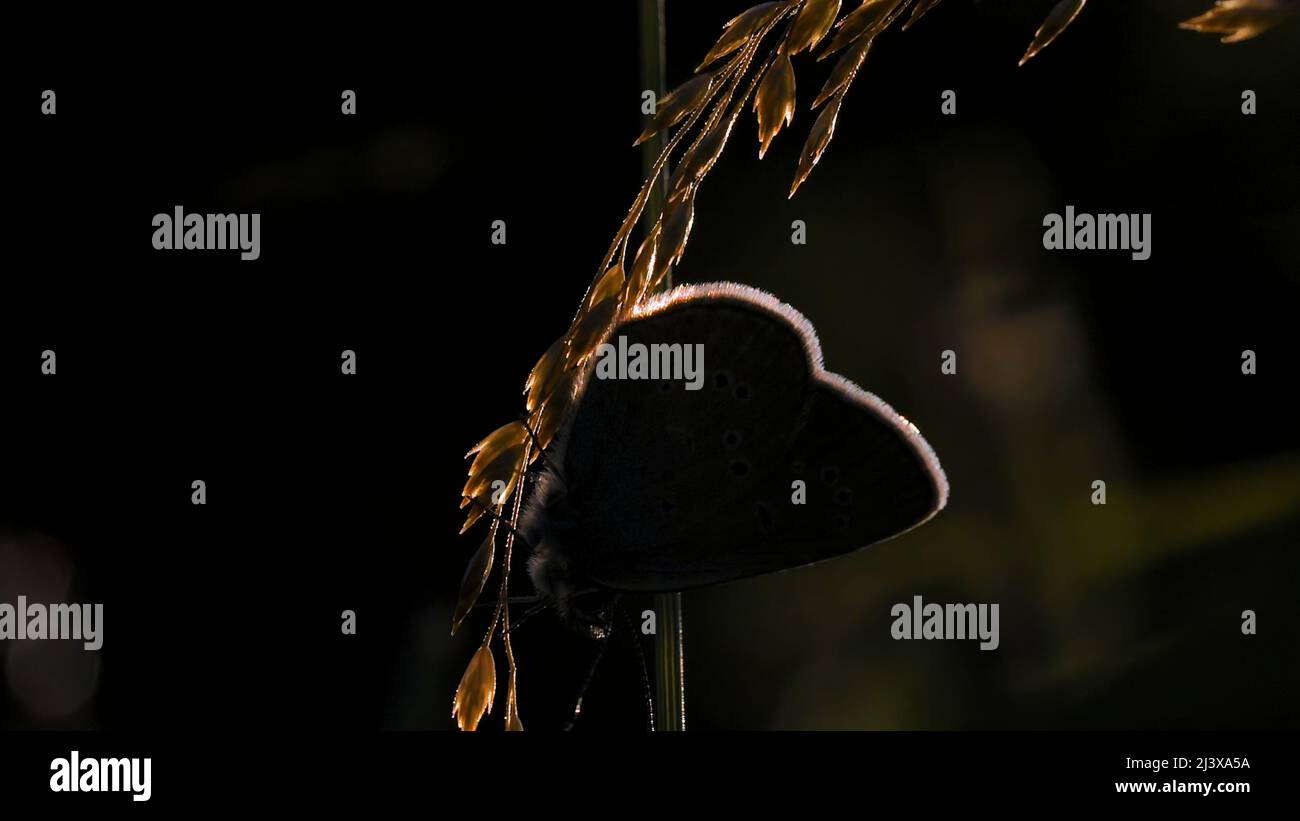 Papillons lumineux avec ailes claires en macrophotographie.Créatif. De beaux insectes avec de grandes ailes assis sur le paysage dans l'herbe, qui Banque D'Images