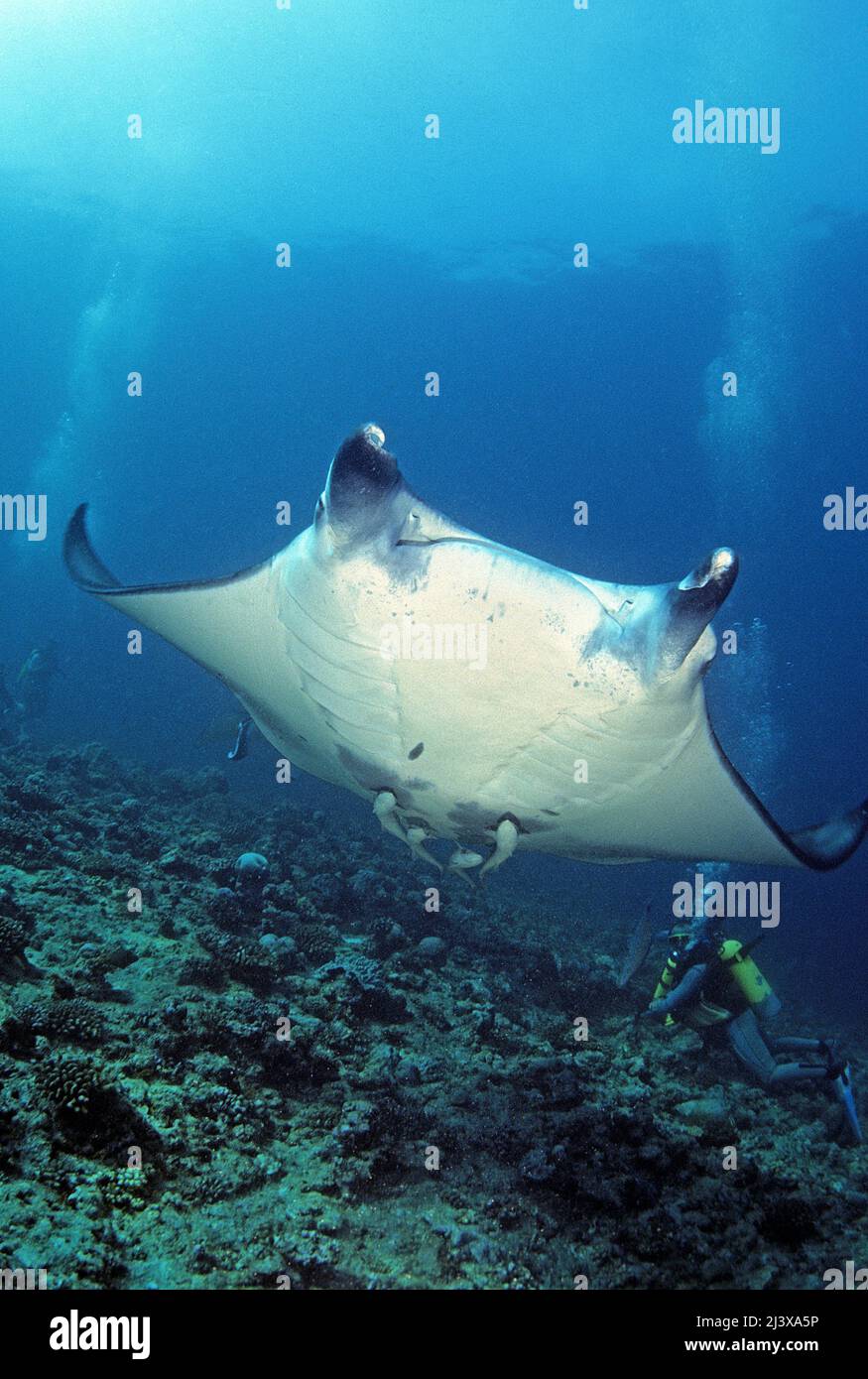 Plongée sous-marine avec manta ray océanique géant ou manta ray géant (Manta birostris), remoras (Echeneis nucrates), Ari Atoll, Maldives, Océan Indien, Asie Banque D'Images