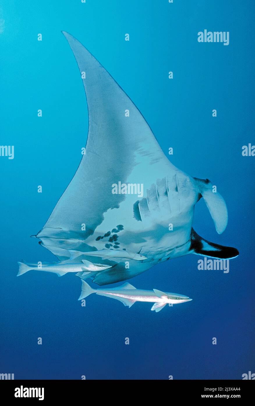 Rayon manta océanique géant ou rayon manta géant (Manta birostris), avec remoras (Echeneis nucrates), Ari Atoll, Maldives, Océan Indien, Asie Banque D'Images