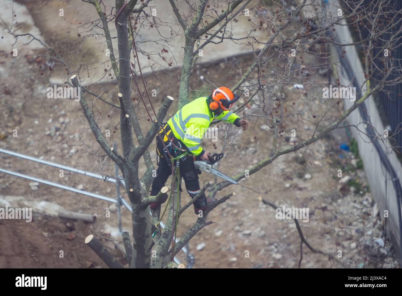 Chirurgien travaillant dans un arbre Banque D'Images