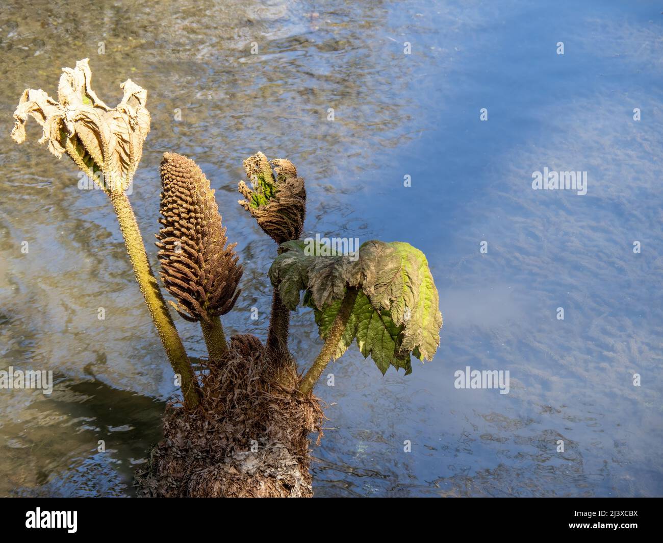 Gunnera manucata, Rhubarb géant, au début du printemps. Banque D'Images