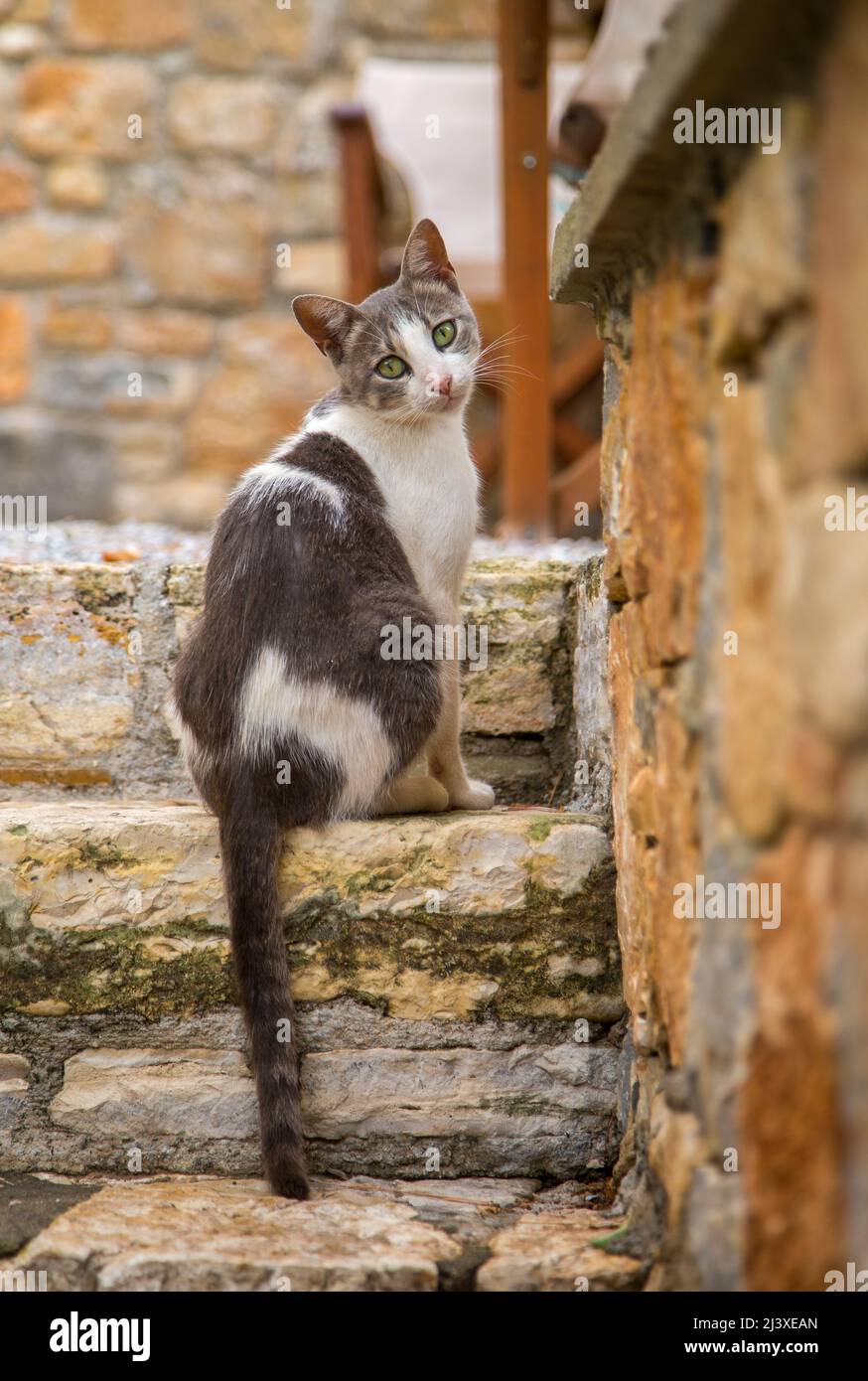 Chat sympathique sur les marches d'une maison sur l'île grecque d'Alonnisos Banque D'Images