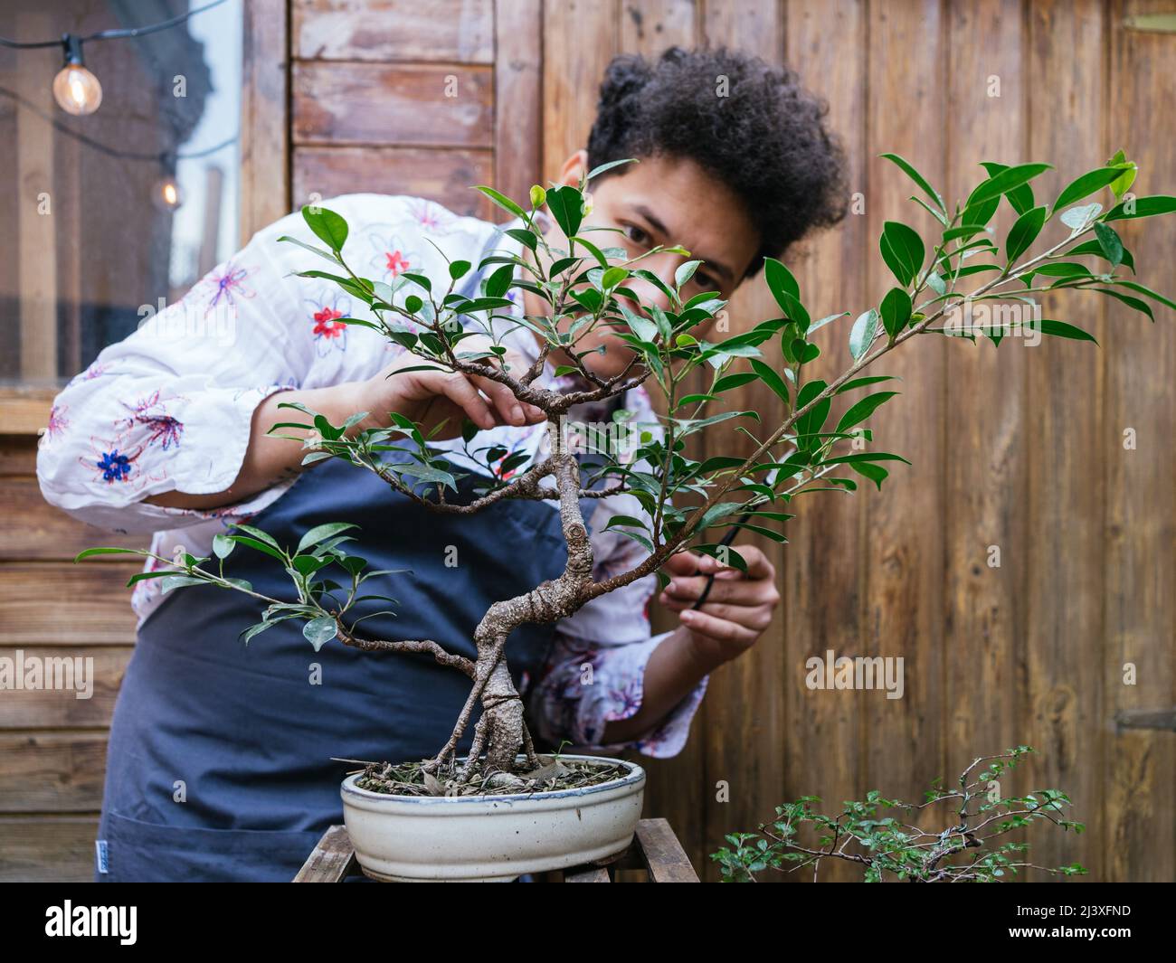 homme prenant soin de ficus bonsai dans le jardin, terrasse au printemps  Photo Stock - Alamy
