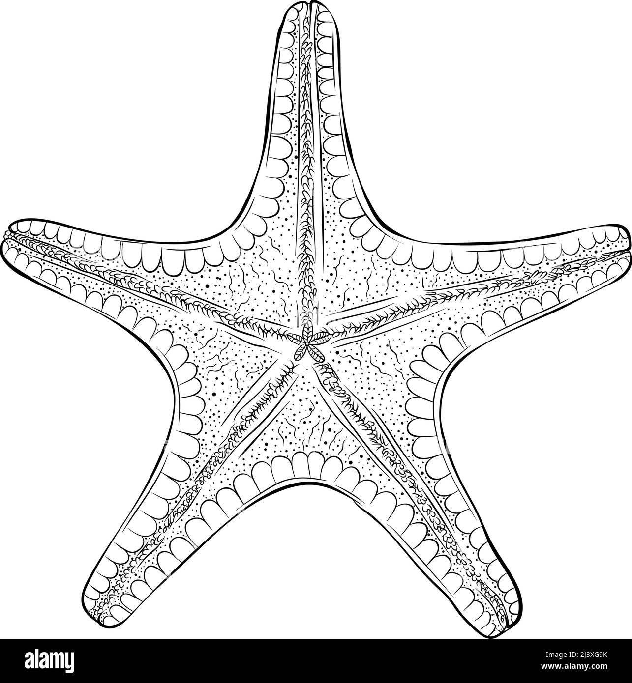 Starfish vue de dessous art ligne Illustration de Vecteur