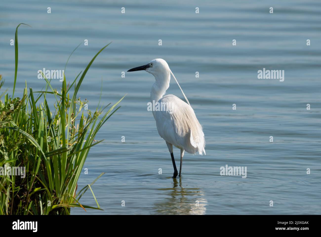 Petit oiseau d'aigrette (Egretta garzetta) debout dans un lac bleu. Banque D'Images