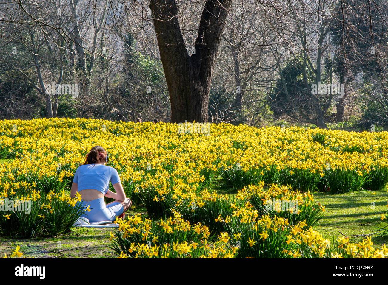 Une fille est assise parmi une foule de jonquilles dorées dans le parc St James Banque D'Images