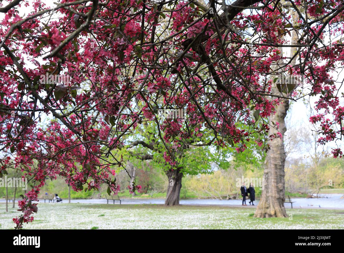 Le printemps rose fleurira lors d'une journée venteuse au printemps à Regents Park, à Londres, au Royaume-Uni Banque D'Images