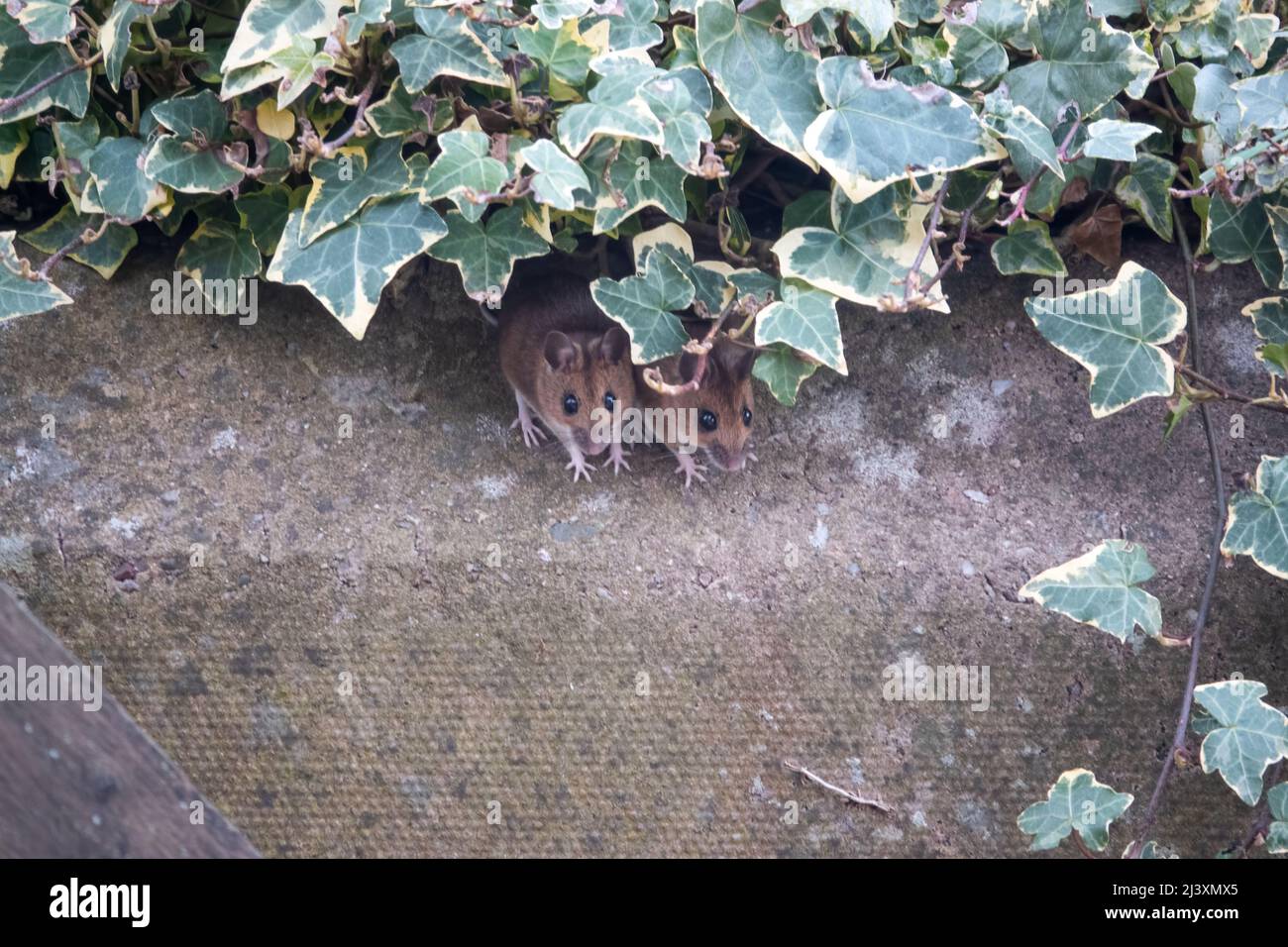Une souris en bois (Apodemus sylvaticus) vérifie la zone en toute sécurité avant de quitter la couverture Banque D'Images