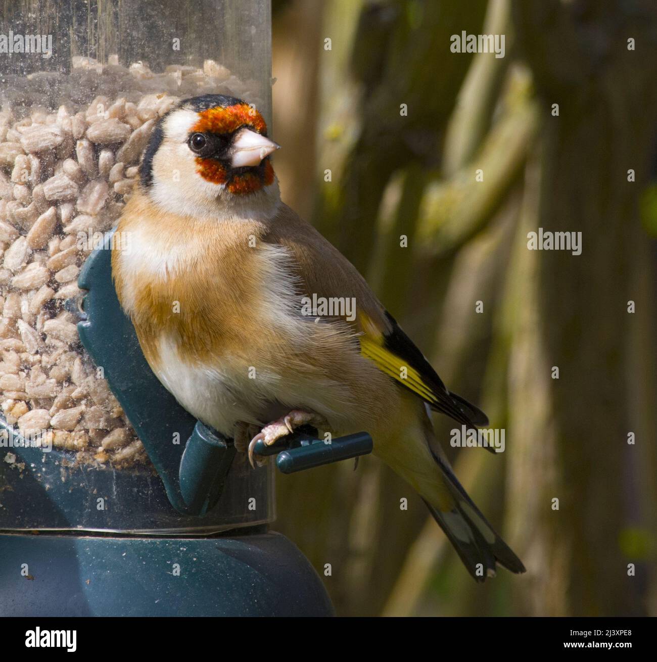 Femelle européenne Goldfinch à Birdfler Eating Sunflower Hearts Banque D'Images