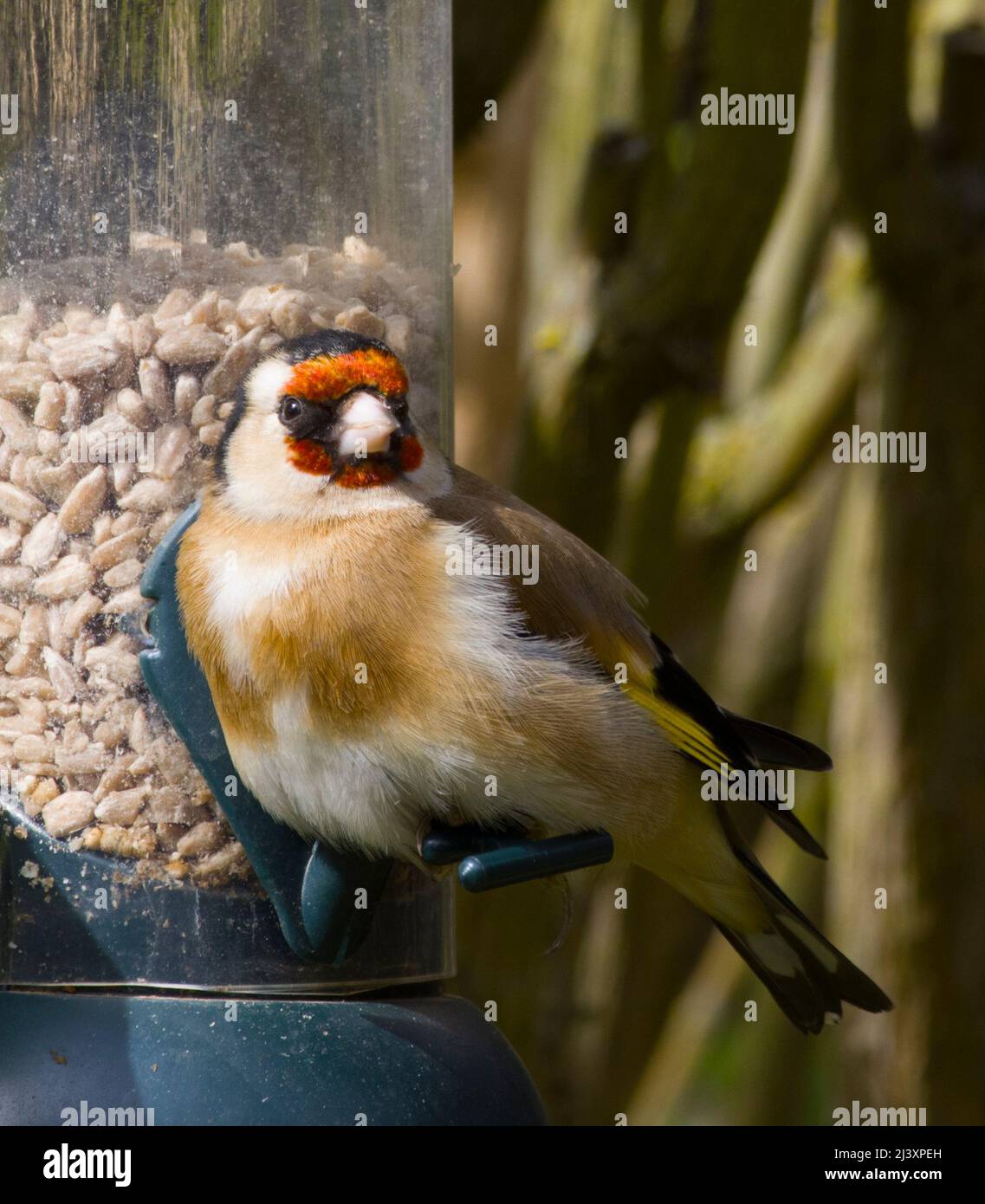 Femelle européenne Goldfinch à Birdfler Eating Sunflower Hearts Banque D'Images