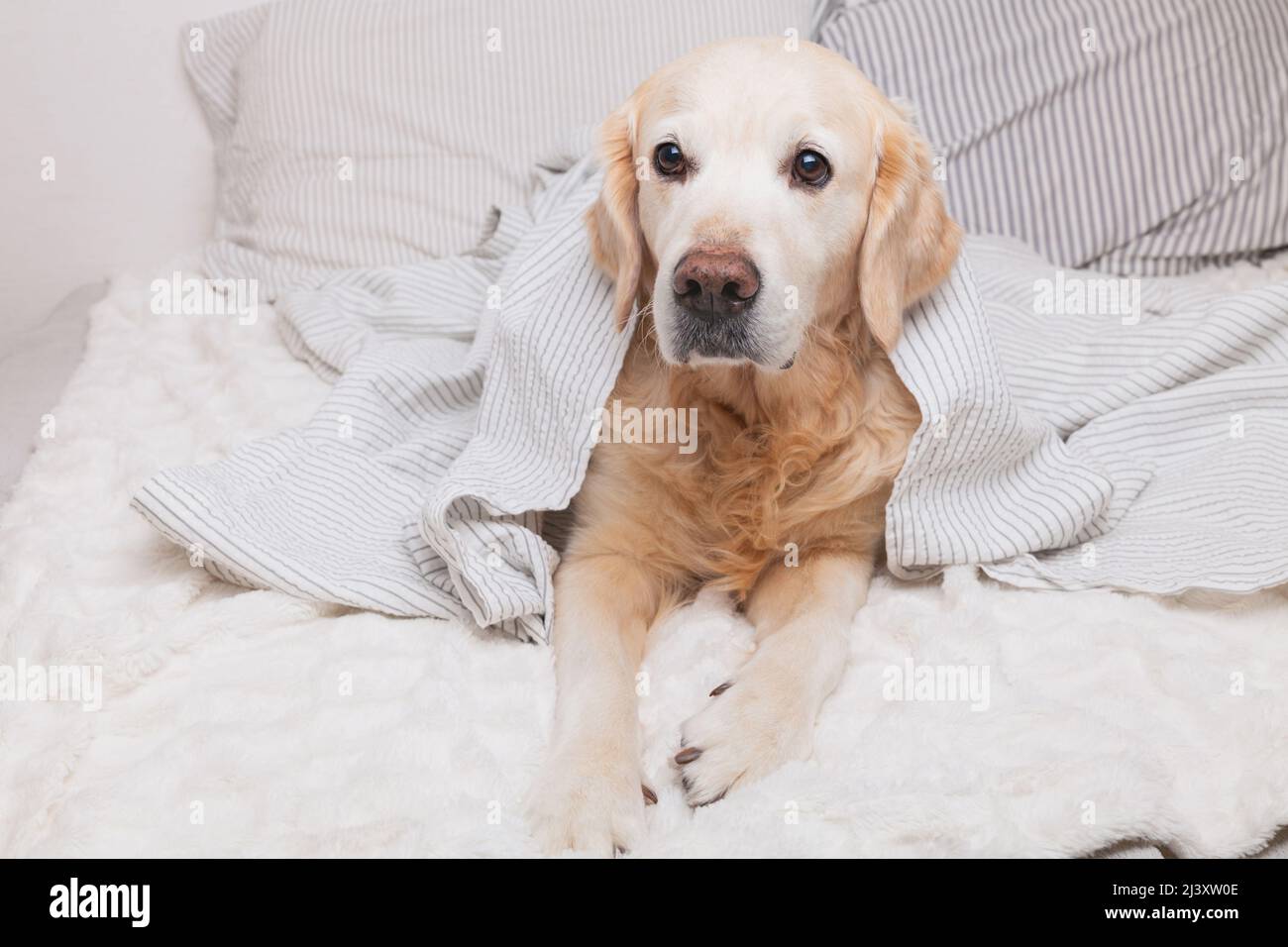Chien de retriever d'or triste et ennuyé sous un écossais gris clair et blanc dans une chambre contemporaine. Le PET se réchauffe sous une couverture par temps froid en hiver. Animaux de compagnie Banque D'Images