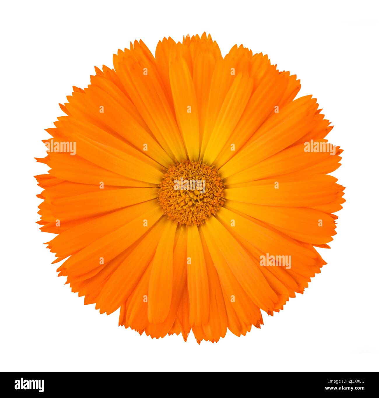 Tête de fleur Marigold isolée sur fond blanc Banque D'Images