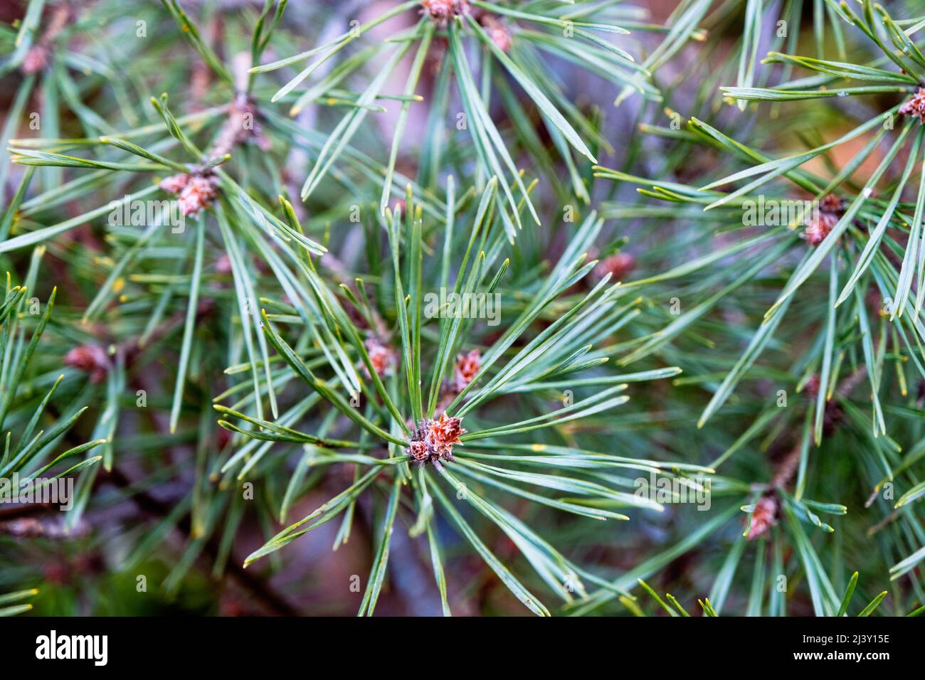 Macro-photographie de plantes. Les branches de conifères avec les jeunes bourgeons ressemblent à des fleurs. Photos de la nature de la Lettonie au printemps. Banque D'Images
