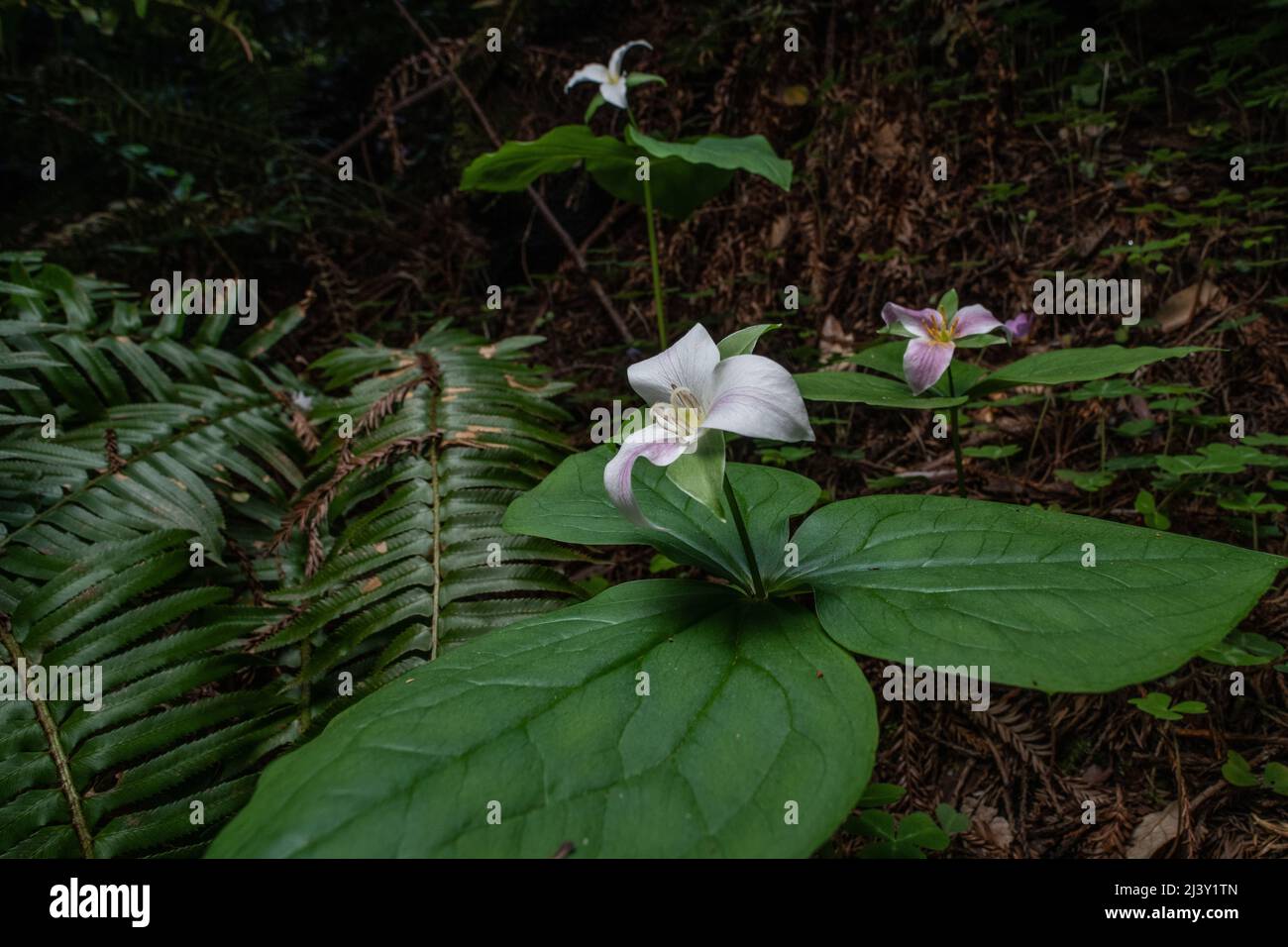 Trillium ovatum, le trillium du Pacifique, qui pousse et fleurit sur le fond de la forêt dans une ancienne forêt de séquoias du nord de la Californie. Banque D'Images