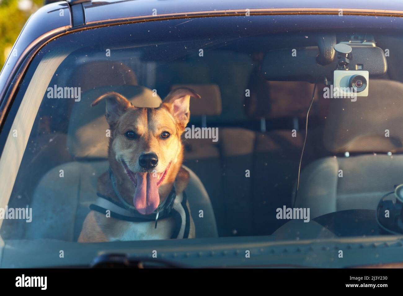 Joli chien heureux de race mixte au gingembre en voiture protégé par la ceinture de sécurité. Animaux de compagnie vacances d'été, voyage et de soins concept. Copier l'arrière-plan de l'espace. Banque D'Images