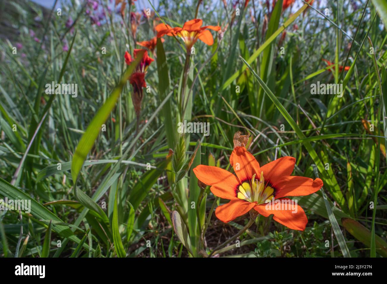 Fleur d'Arlequin (tricolor de Sparaxis) une fleur sauvage non indigène vibrante qui pousse dans la région de San Francisco introduite en Californie à partir de l'Afrique du Sud. Banque D'Images