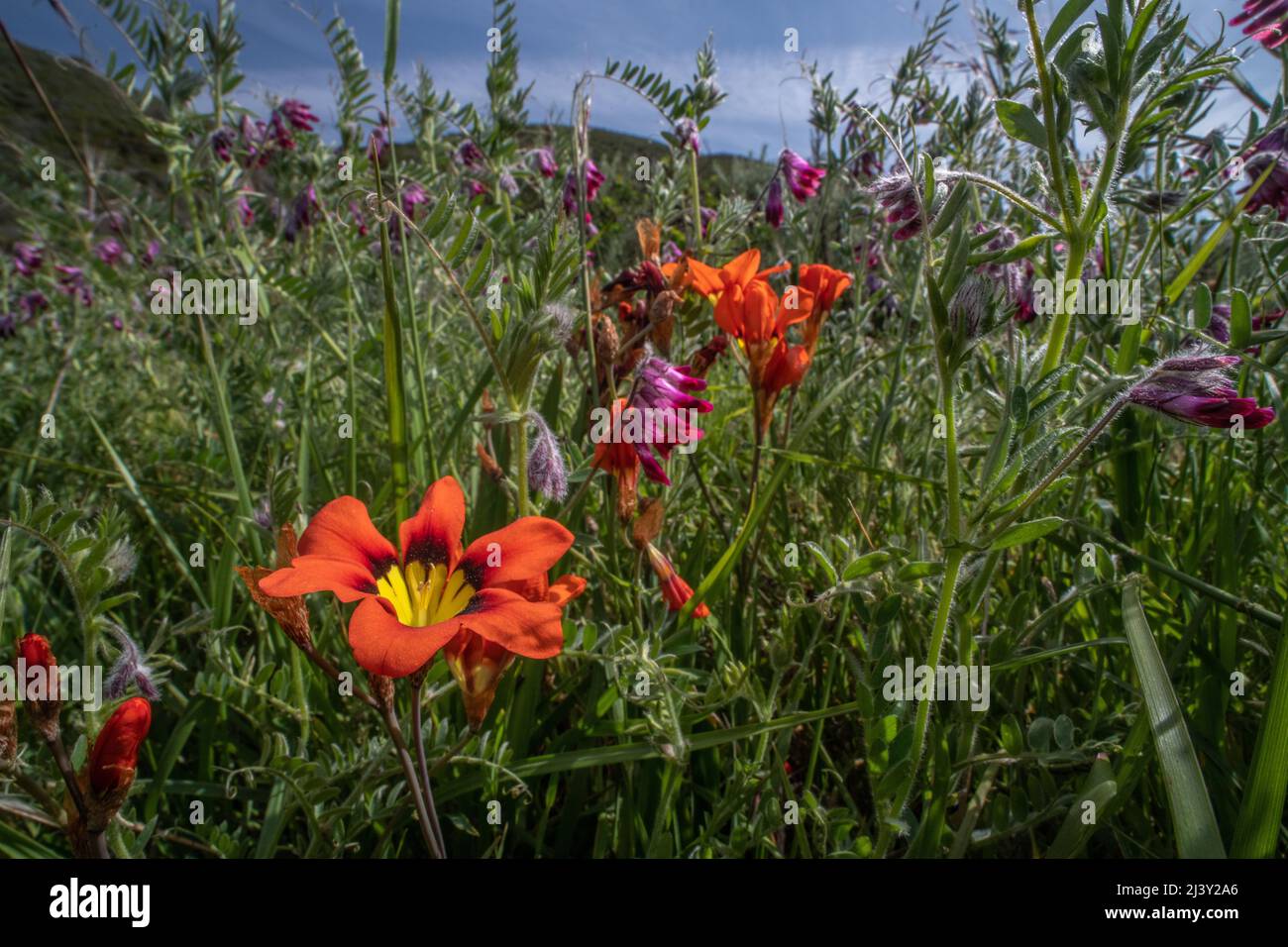 Fleur d'Arlequin (tricolor de Sparaxis) une fleur sauvage non indigène vibrante qui pousse dans la région de San Francisco introduite en Californie à partir de l'Afrique du Sud. Banque D'Images