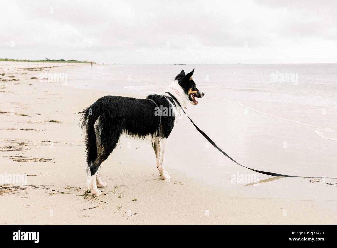 Chien à la plage Banque D'Images