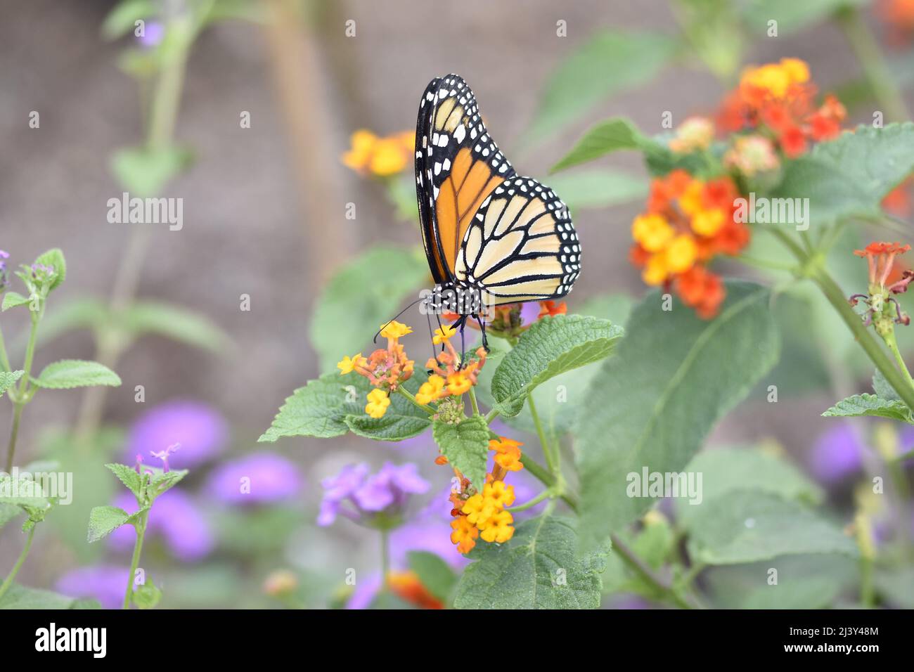 Papillon monarque (Danaus plexippus) dans le jardin, Valence Espagne Europe. Banque D'Images