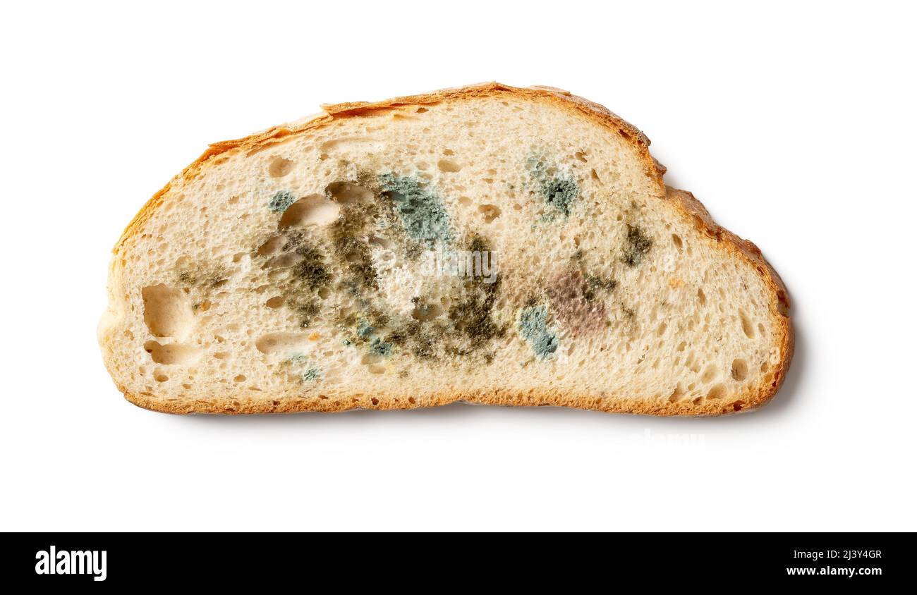 Tranche de pain gâté isolée sur fond blanc. Morceau de pain de blé avec différents types de découpe de moule. Champignon moldy sur le pain pourri gros plan. Banque D'Images