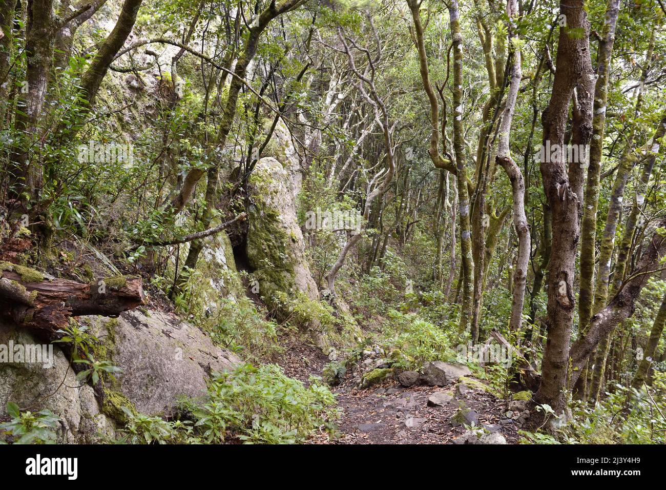 Sentier de terre à travers la végétation dense, forêt de Laurel à feuilles persistantes dans le parc rural d'Anaga, au nord-est de Tenerife îles Canaries Espagne. Banque D'Images