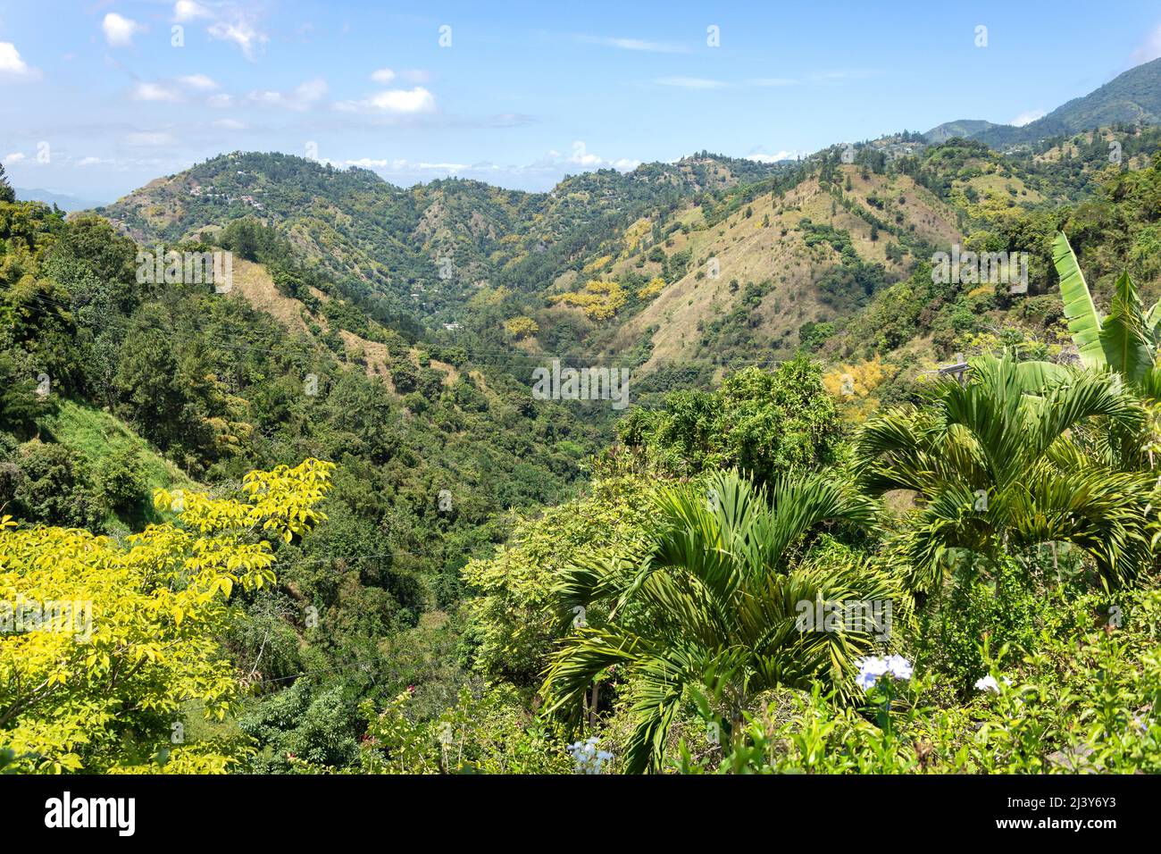 Blue Mountains, Craighton Estate (visite du café Blue Mountain), ville irlandaise, paroisse de St Andrew, Jamaïque, grandes Antilles, Caraïbes Banque D'Images
