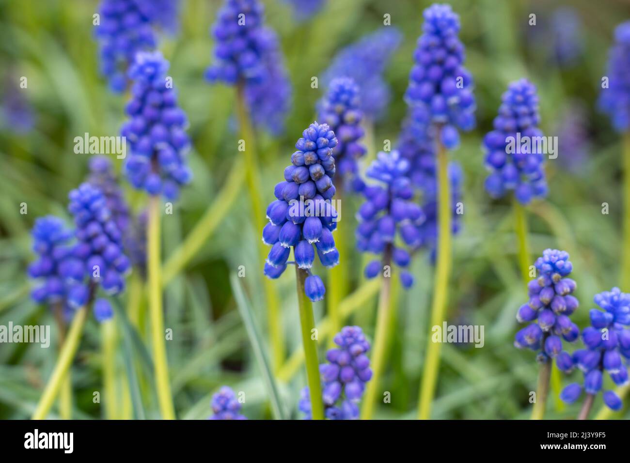 Un gros plan de fleurs bleues / violettes Muscari armeniacum (raisin jacinthe) croissant dans un jardin anglais en avril. En lumière indirecte (sans soleil) Banque D'Images