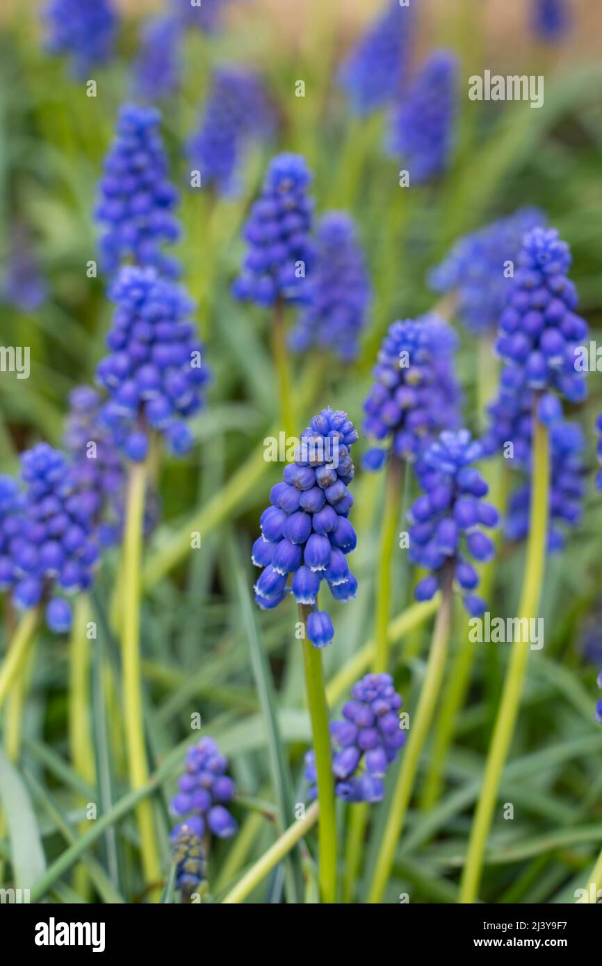 Un gros plan de fleurs bleues / violettes Muscari armeniacum (raisin jacinthe) croissant dans un jardin anglais en avril. En lumière indirecte (sans soleil) Banque D'Images