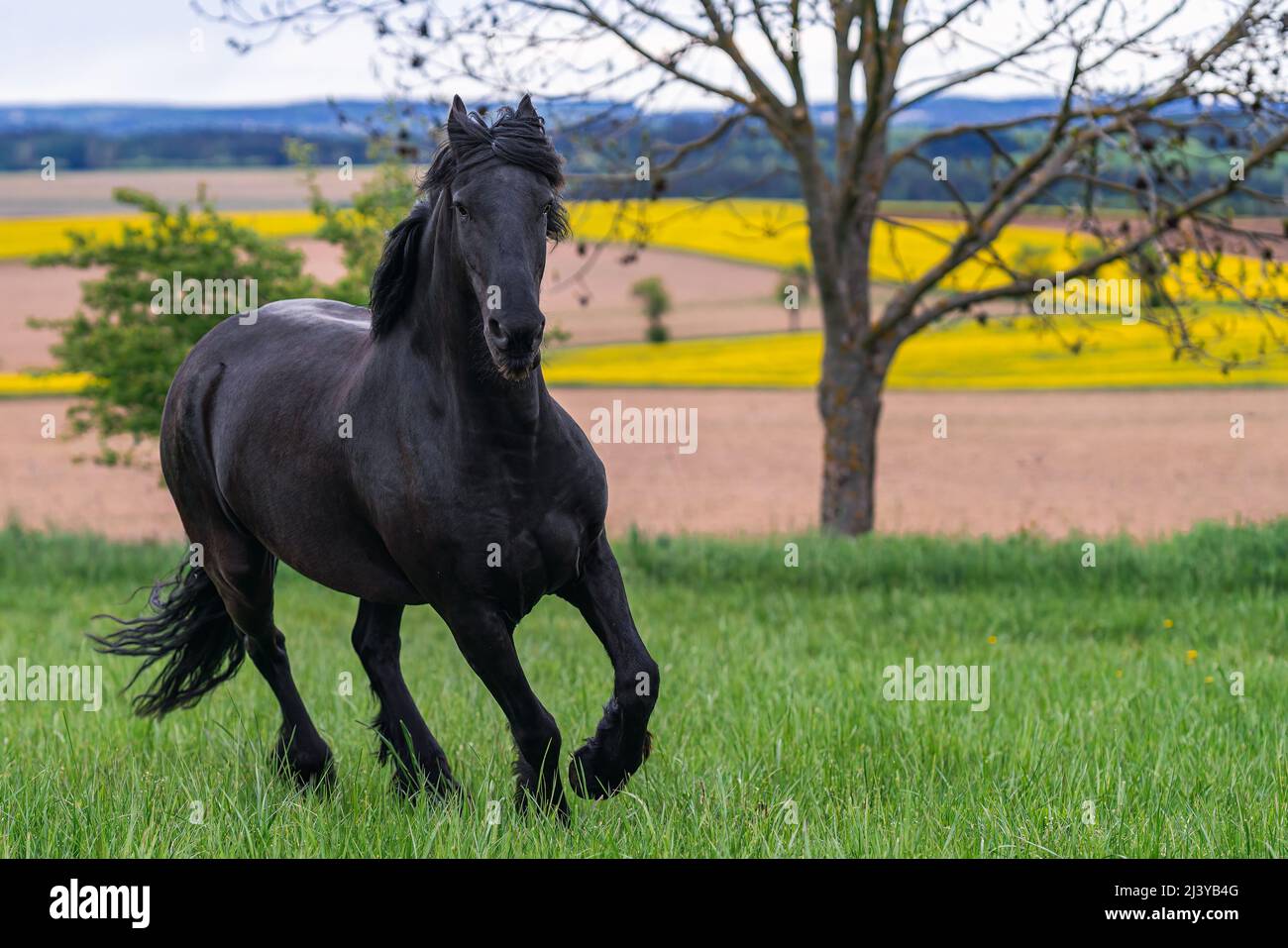 Le cheval de la frise noire tourne du galop. Banque D'Images