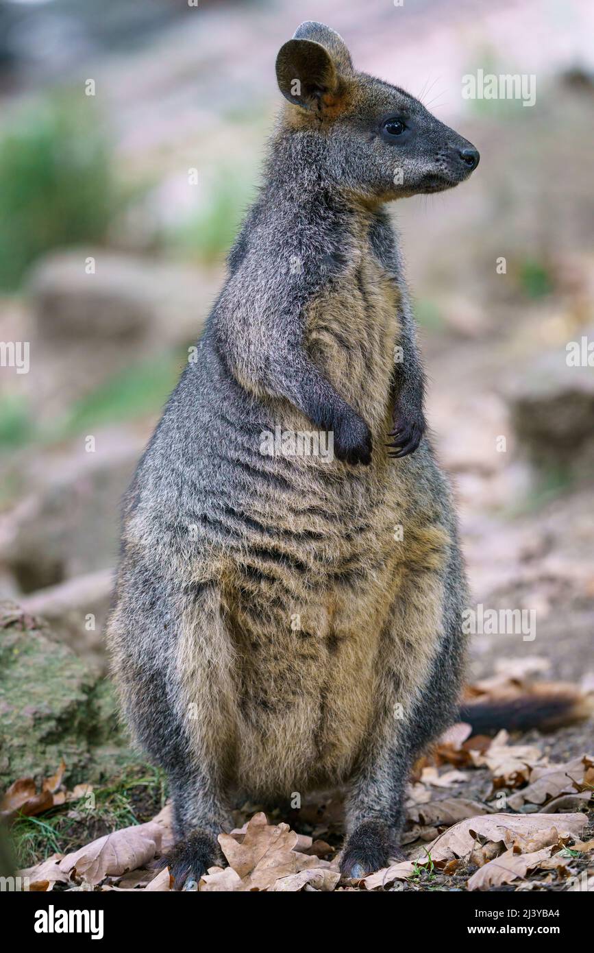 Marais Wallaby, Wallabia bicolore.Connu sous le nom de wallaby noir Banque D'Images