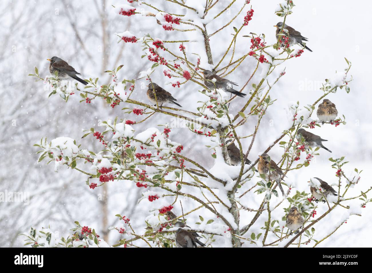 Un flower de Fieldfares (Turdus pilaris) dans un arbre de Holly (Ilex aquafolium) en hiver se nourrissant des baies rouges comme des chutes de neige Banque D'Images
