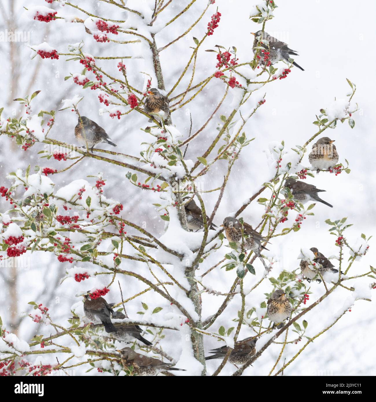 Une Flock of Fieldfare (Turdus pilaris) se régalant sur les baies rouges d'un arbre de Holly (Ilex aquafolium) pendant une douche d'hiver Banque D'Images