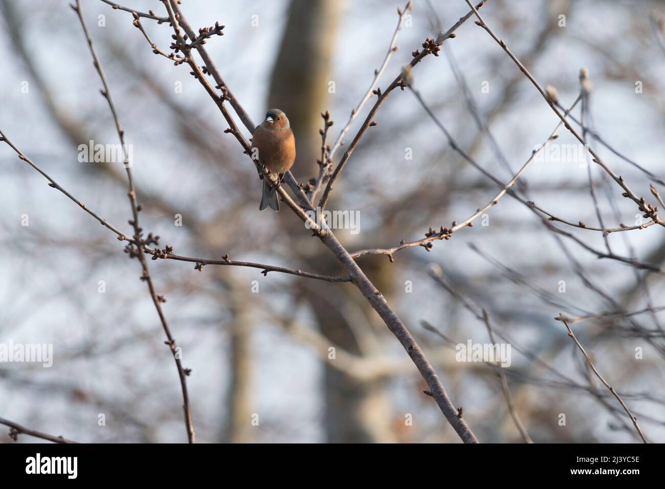 Un Chaffinch mâle (Fringilla Coelebs) qui perce sur une branche d'une cerise sauvage, ou Gean, le sautage (Prunus avium) au printemps Banque D'Images