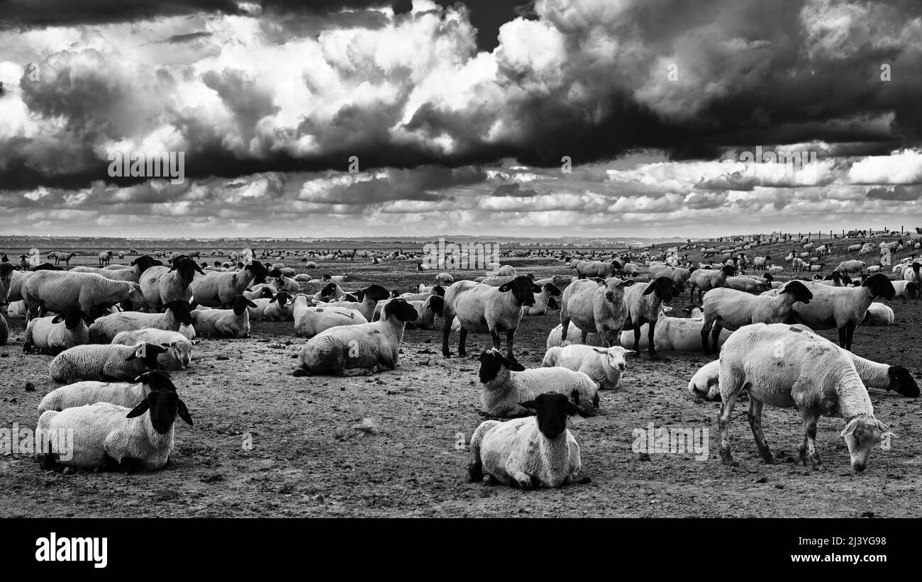 Photo dramatique noir et blanc de moutons dans un pré, Normandie, Mont Saint Michel, France Banque D'Images