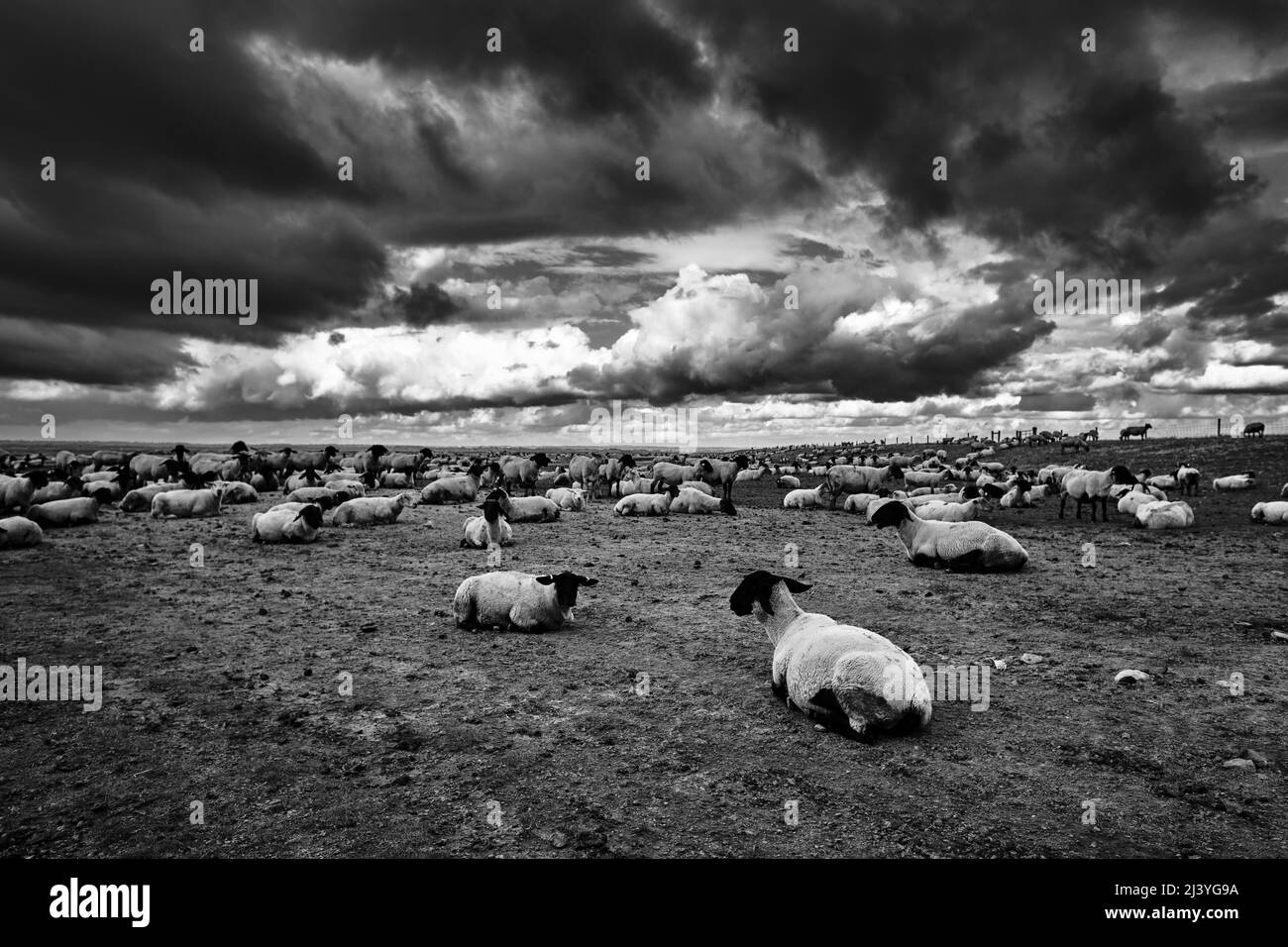 Photo dramatique noir et blanc de moutons dans un pré, Normandie, Mont Saint Michel, France Banque D'Images