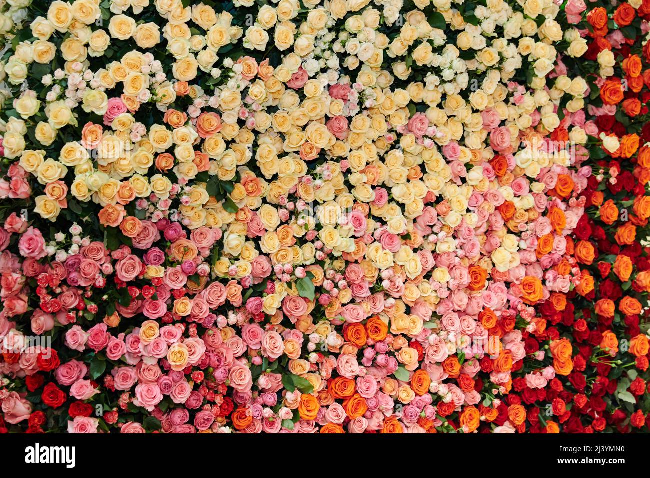 La Grande Muraille de roses de différentes couleurs et tailles, roses jaunes, rouge, blanc, rose, marron, orange, beige, arrière-plan, papier peint de bureau, volume Banque D'Images